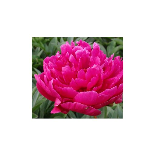 Paeonia General Macmahon (2/3) - Bazsarózsa