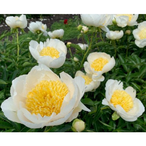 Paeonia Gold Standard - Bazsarózsa