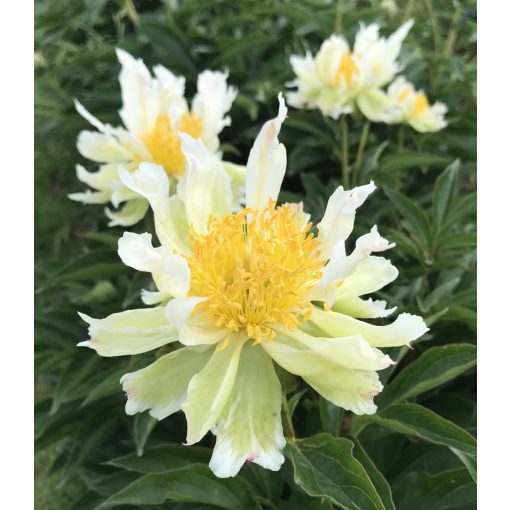 Paeonia Green Lotus - Bazsarózsa