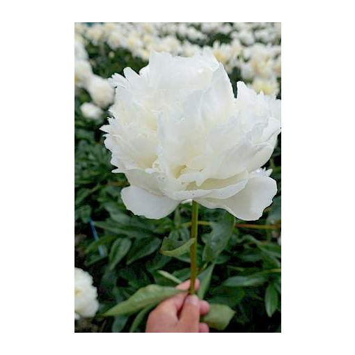 Paeonia Henry Sass - Bazsarózsa (2/3)