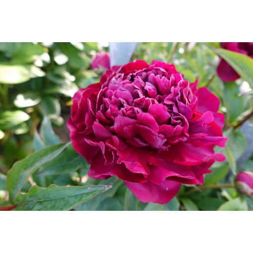 Paeonia Highlight