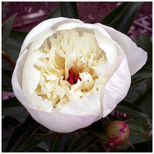 Paeonia Immaculee - Bazsarózsa