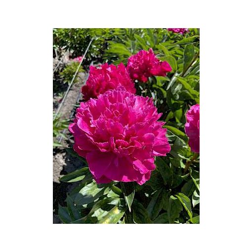 Paeonia Inspecteur Lavergne - Bazsarózsa