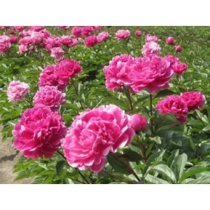 Paeonia Jadwiga - Bazsarózsa