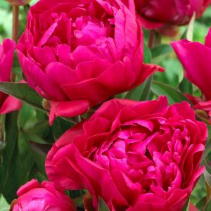 Paeonia Karl Rosenfield - Bazsarózsa