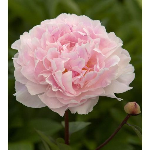 Paeonia Koningin Wilhelmina - Bazsarózsa (2/3)