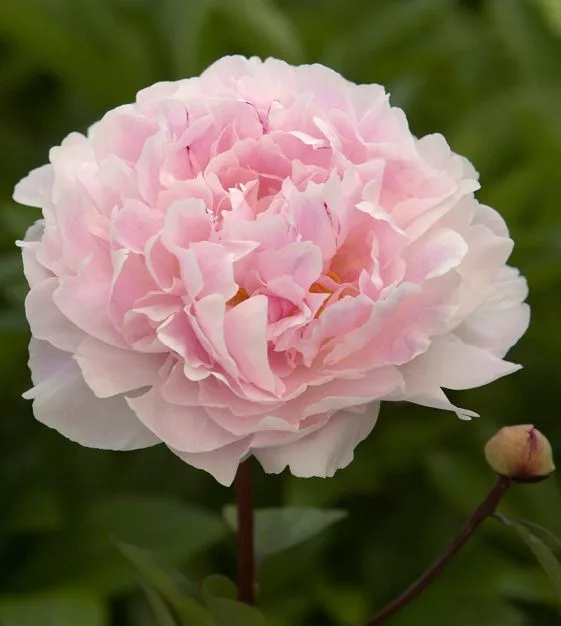 Paeonia itoh 'Bartzella' - Pivoine main image 0