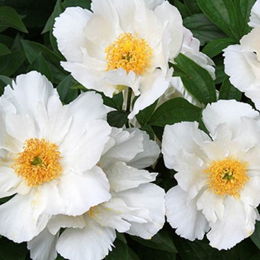 Paeonia Krinkled White - Bazsarózsa