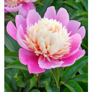 Paeonia Lady Liberty