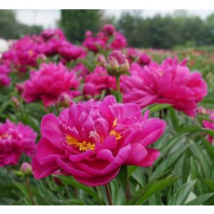 Paeonia Louis van Houtte - Bazsarózsa