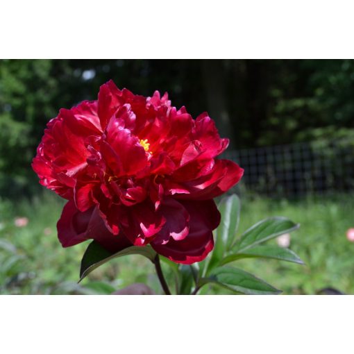 Paeonia Madame Gaudichau - Bazsarózsa