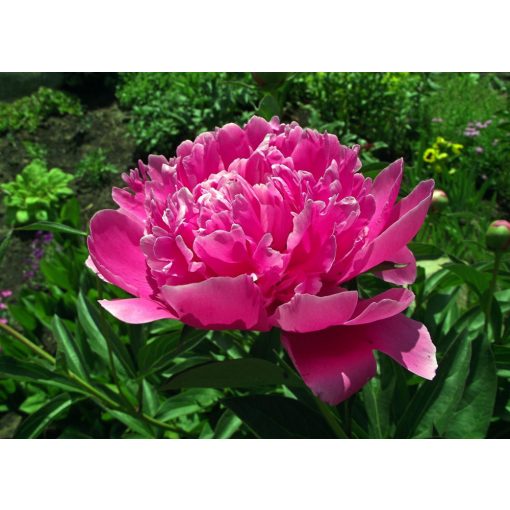 Paeonia Margaret Truman - Bazsarózsa