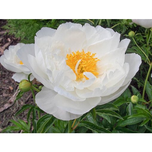 Paeonia Miss America - Bazsarózsa