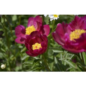 Paeonia Miss Mary