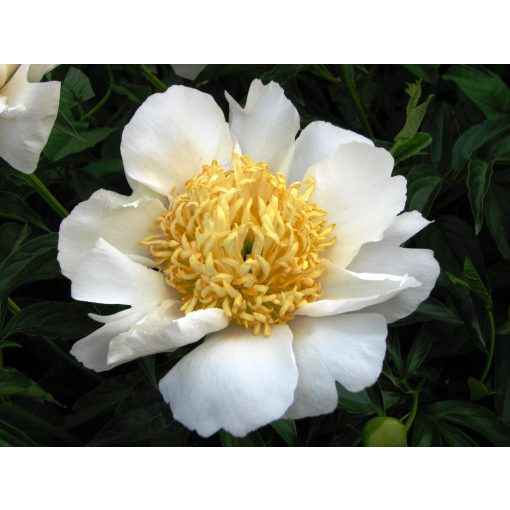 Paeonia Moon of Nippon - Bazsarózsa