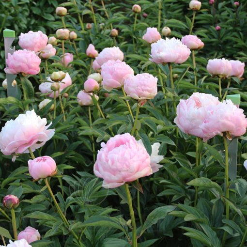 Paeonia Mrs. Franklin Rooswelt