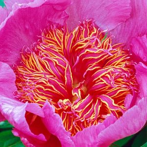 Paeonia Neon - Bazsarózsa