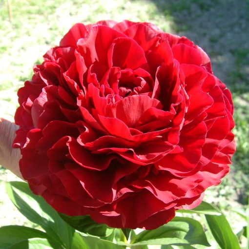 Paeonia Old Faithful - Bazsarózsa