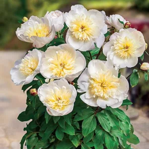 Paeonia Patio Madrid - Bazsarózsa