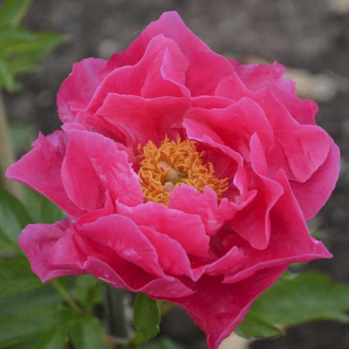 Paeonia Paula Fay - Bazsarózsa