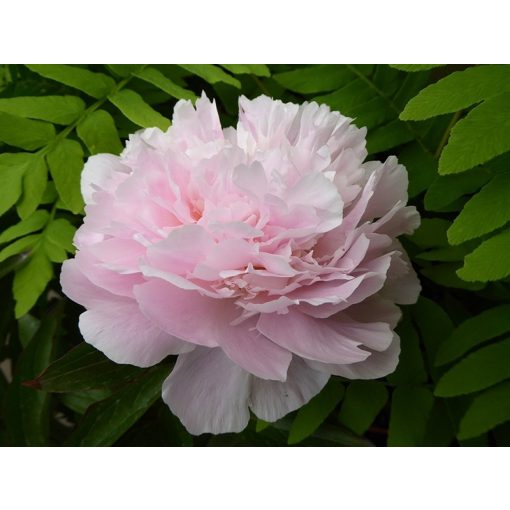 Paeonia Pecher - Bazsarózsa (2/3)