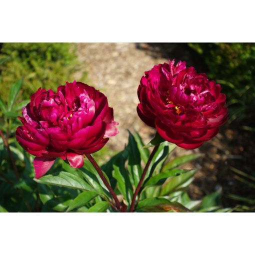 Paeonia Peter Brand - Bazsarózsa