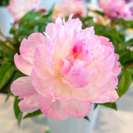 Paeonia Petite Elegance