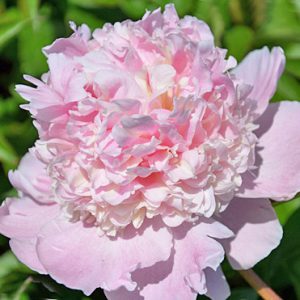 Paeonia Petticoat Flounce - Bazsarózsa