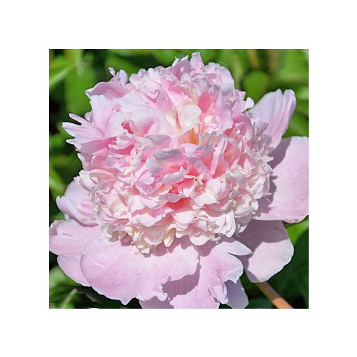 Paeonia Petticoat Flounce - Bazsarózsa