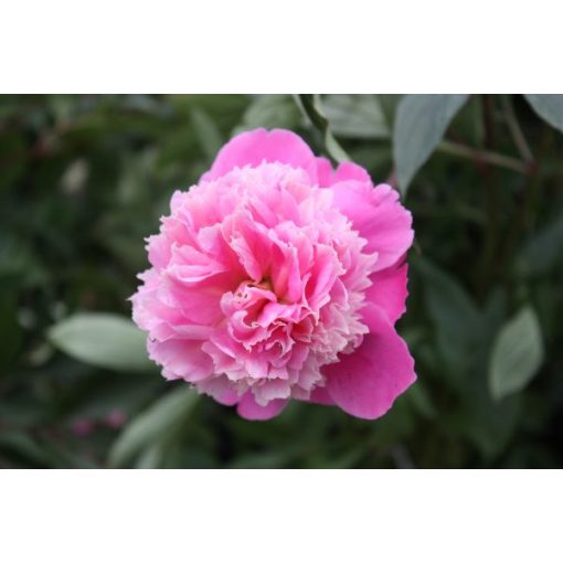 Paeonia Pink Cameo - Bazsarózsa