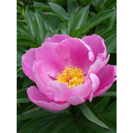 Paeonia Pink Dawn (2/3) - Bazsarózsa