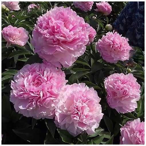 Paeonia Pink Giant - Bazsarózsa