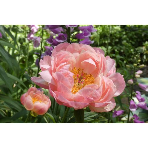 Paeonia Pink Hawaiian Coral - Bazsarózsa