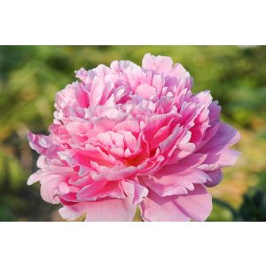 Paeonia Pink Parfait - Bazsarózsa