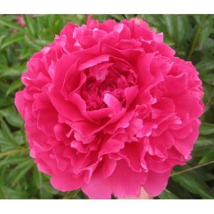 Paeonia Pink Supreme - Bazsarózsa