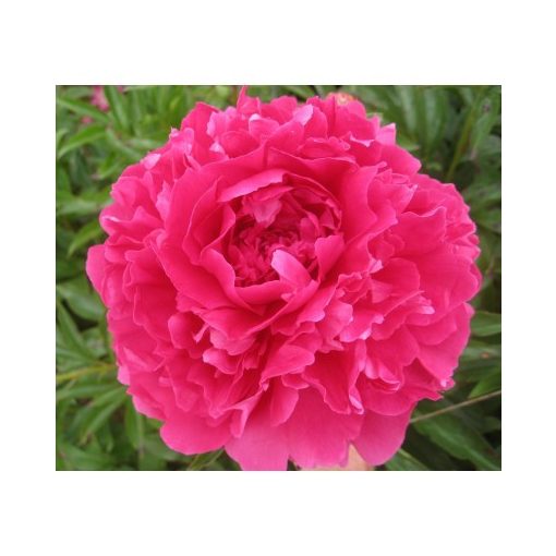 Paeonia Pink Supreme - Bazsarózsa