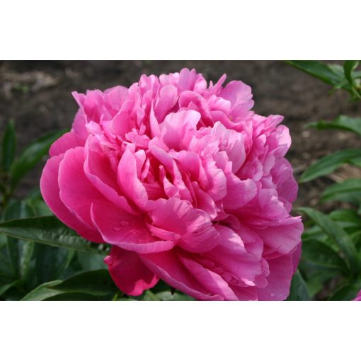 Paeonia Princess Margaret - Bazsarózsa