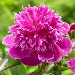 Paeonia Purple Spider - Bazsarózsa