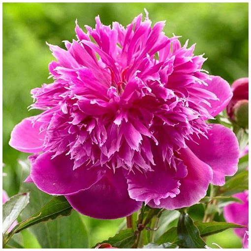 Paeonia Purple Spider - Bazsarózsa