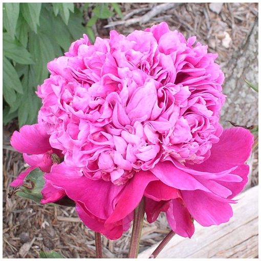 Paeonia Raspberry Ice - Bazsarózsa