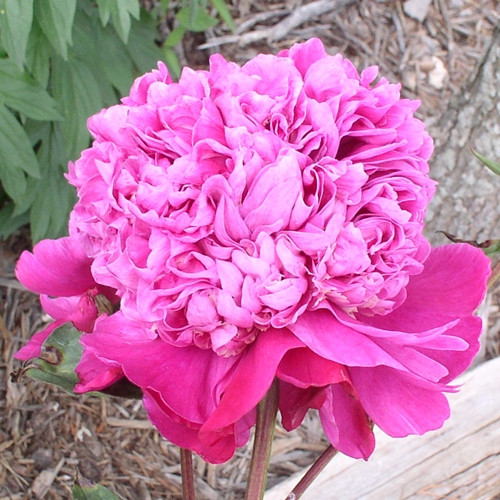 Paeonia Raspberry Ice (2/3) - Bazsarózsa - Királykert - Virá