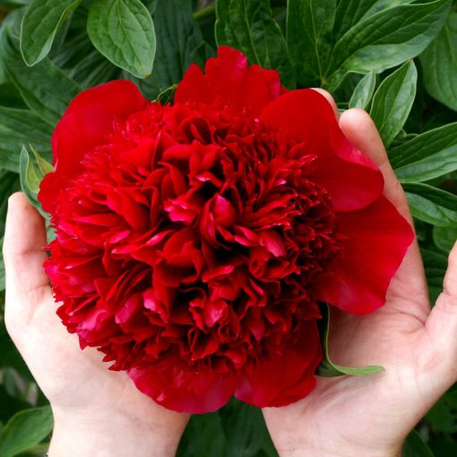 Paeonia Red Charm - Bazsarózsa