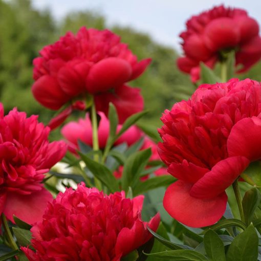 Paeonia Red Magic - Bazsarózsa