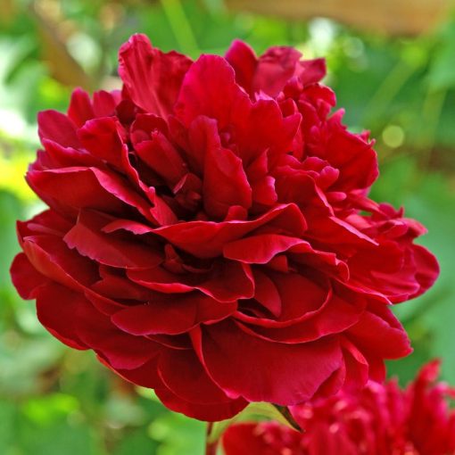Paeonia Red Sarah Bernhardt - Bazsarózsa