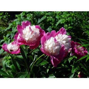 Paeonia Santa Fe (2/3) - Bazsarózsa