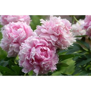 Paeonia Sarah Bernhardt - Bazsarózsa