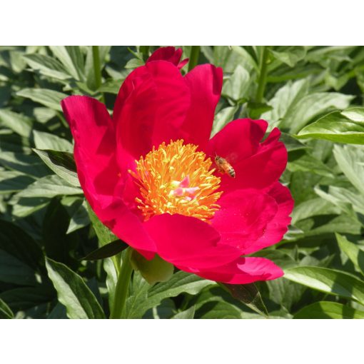 Paeonia Scarlet Ohara - Bazsarózsa