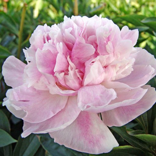 Paeonia Seeing Blue - Bazsarózsa