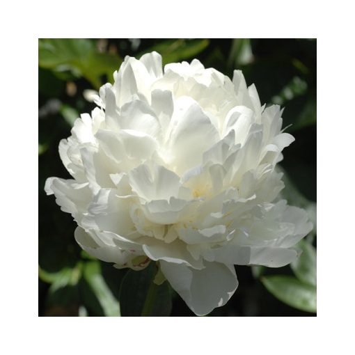 Paeonia Snow Supreme - Bazsarózsa