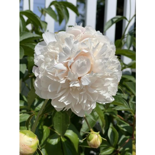 Paeonia Solange - Bazsarózsa